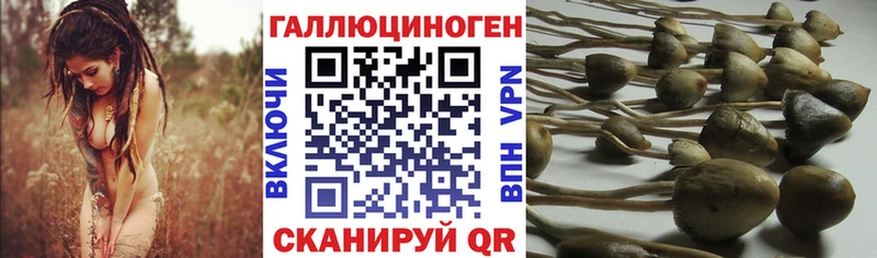Псилоцибиновые грибы Psilocybine cubensis Нефтекамск
